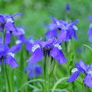 Iris Laevigata Water Iris Kakitsubata Aqua Flower - 100 Seeds