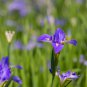 Iris Laevigata Water Iris Kakitsubata Aqua Flower - 100 Seeds