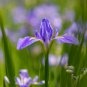 Iris Laevigata Water Iris Kakitsubata Aqua Flower - 100 Seeds
