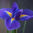 Iris Plantas Seeds Blackish Purple Double Flowers - 50 Seeds Iris Plantas Seeds Blackish Purple Double Flowers - 50 Seeds