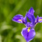Iris Plantas Seeds Blackish Purple Double Flowers - 50 Seeds