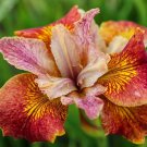 Iris tectorum Red Rose Red White Colorful Flowers - 20 Seeds Iris tectorum Red Rose Red White Colorful Flowers - 20 Seeds