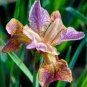 Iris tectorum Red Rose Red White Colorful Flowers - 20 Seeds