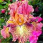 Iris tectorum Red Rose Red White Colorful Flowers - 20 Seeds