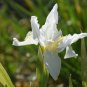 Iris tectorum - 20 Seeds