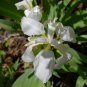 Iris tectorum - 20 Seeds