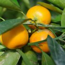 Dwarf Standing Calamondin Citrus Orange Tree - 30 Seeds Dwarf Standing Calamondin Citrus Orange Tree - 30 Seeds