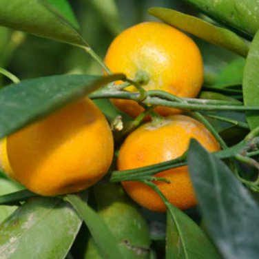 Dwarf Standing Calamondin Citrus Orange Tree - 30 Seeds