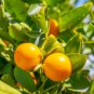 Dwarf Standing Calamondin Citrus Orange Tree - 30 Seeds