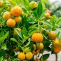 Dwarf Standing Calamondin Citrus Orange Tree - 30 Seeds