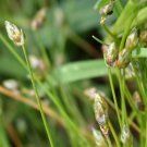 Isolepis Cernua-  10 Seeds