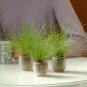 Isolepis Cernua-  10 Seeds