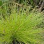 Isolepis Cernua-  10 Seeds
