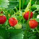 Italian Alpine Strawberry, bonsai white red pink flowers - 100 Seeds Italian Alpine Strawberry, bonsai white red pink flowers - 100 Seeds