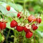 Italian Alpine Strawberry, bonsai white red pink flowers - 100 Seeds