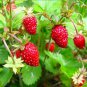 Italian Alpine Strawberry, bonsai white red pink flowers - 100 Seeds