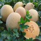 Italian Ananas Hami Melon Fruits - 20 Seeds