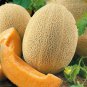 Italian Ananas Hami Melon Fruits - 20 Seeds