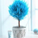 Italian Blue Cypress Tree Indoor Outdoor Desk Ornamental Plants - 50 Seeds Italian Blue Cypress Tree Indoor Outdoor Desk Ornamental Plants - 50 Seeds