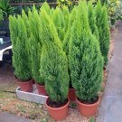 Italian Cypress Trees Seeds Platycladus Orientalis - 100 Seeds Italian Cypress Trees Seeds Platycladus Orientalis - 100 Seeds
