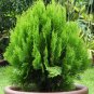 Italian Cypress Trees Seeds Platycladus Orientalis - 100 Seeds