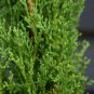Italian Cypress Trees Seeds Platycladus Orientalis - 100 Seeds