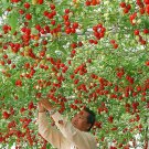 Italian Giant Tomato Tree - 100 Seeds Italian Giant Tomato Tree - 100 Seeds