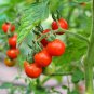 Italian Giant Tomato Tree - 100 Seeds