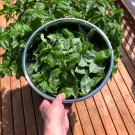 Italian Large Leaf Basil - 20 Seeds Italian Large Leaf Basil - 20 Seeds