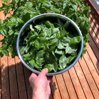 Italian Large Leaf Basil - 20 Seeds