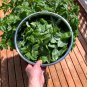 Italian Large Leaf Basil - 20 Seeds