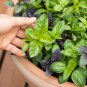 Italian Large Leaf Basil - 20 Seeds