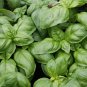 Italian Large Leaf Basil - 20 Seeds
