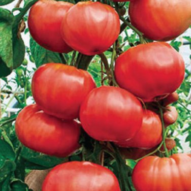 Italian Tree Tomato 'Trip L Crop' - 200 Seeds