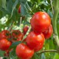 Italian Tree Tomato 'Trip L Crop' - 200 Seeds