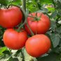 Italian Tree Tomato 'Trip L Crop' - 200 Seeds