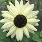 Italian White Sunflower - 20 seeds