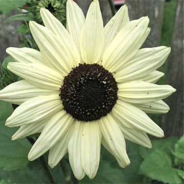 Italian White Sunflower - 20 seeds