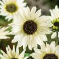 Italian White Sunflower - 20 seeds