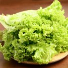 Italy Lettuce Organic Green Vegetable - 80 Seeds