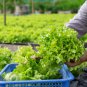 Italy Lettuce Organic Green Vegetable - 80 Seeds