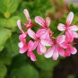 Ivy Geranium Vagabond - 10 Seeds