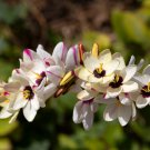Ixia Viridiflora - 1 Seeds