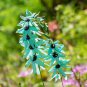Ixia Viridiflora - 1 Seeds
