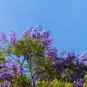 Jacaranda mimosifolia Jacaranda Mimosa-leaved Jacaranda Blue Flamboyant - 20 See