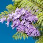 Jacaranda Mimosifolia Tree - 50 Seeds