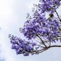 Jacaranda Mimosifolia Tree - 50 Seeds