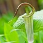 Jack in The Pulpit Seeds Stunning in Your Shady Woodland Garden Easy - 30 Seeds