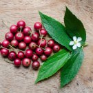 Jamaican CALLALOO - 100 Seeds