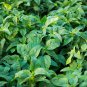 Jamaican CALLALOO - 100 Seeds